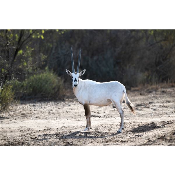1.2 Yearling Arabian Oryx