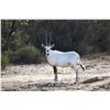 Image 1 : 1.2 Yearling Arabian Oryx