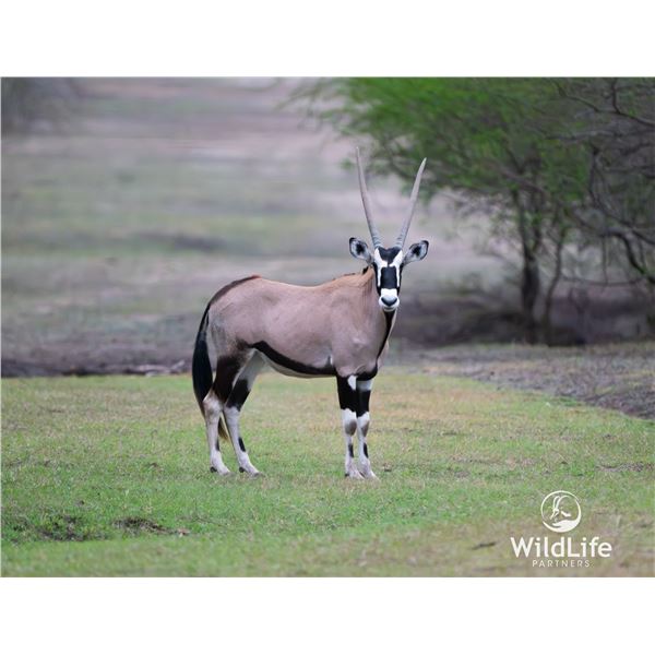 1.2 Yearling Gemsbok