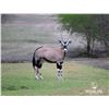 Image 1 : 1.2 Yearling Gemsbok