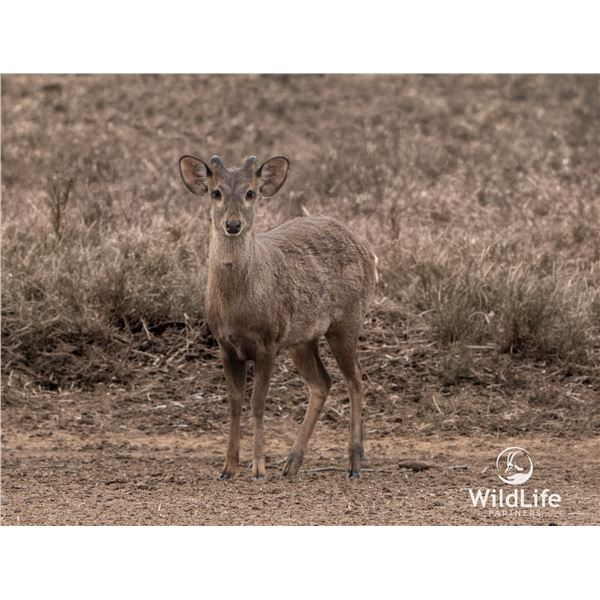 1.0 Yearling Hog Deer