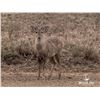 Image 1 : 1.0 Yearling Hog Deer