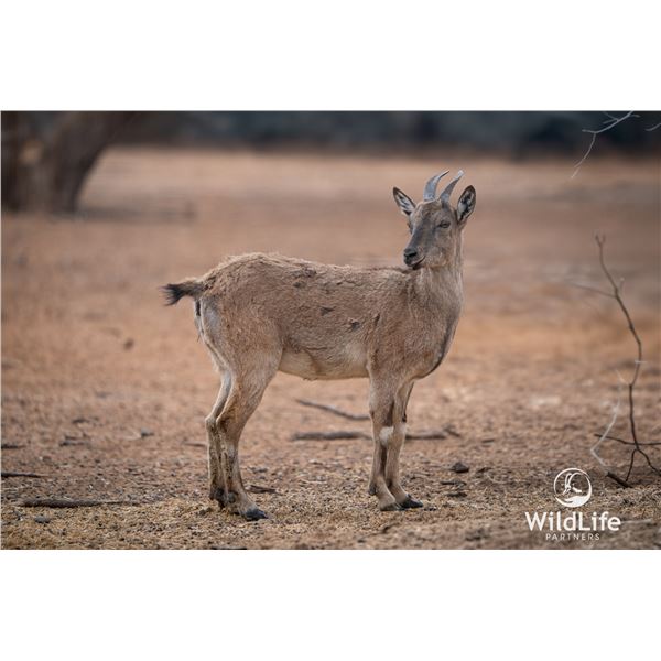 1.2 Yearling Markhor