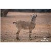 Image 1 : 1.2 Yearling Markhor