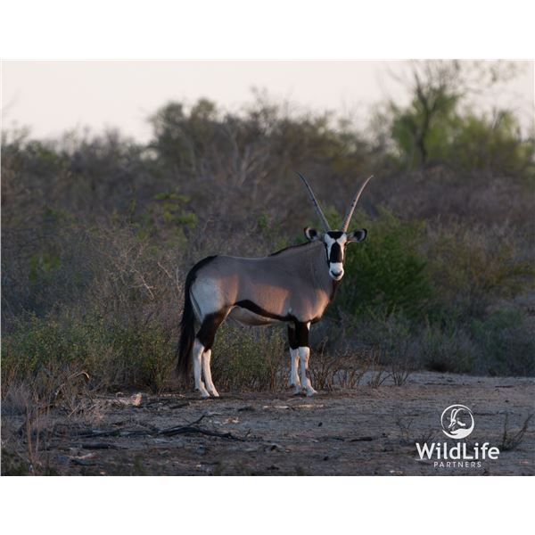 1.2 Yearling Gemsbok