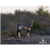 Image 1 : 1.2 Yearling Gemsbok