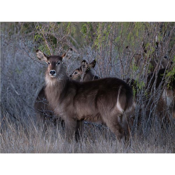 0.2 Yearling Waterbuck