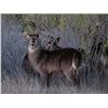 Image 1 : 0.2 Yearling Waterbuck
