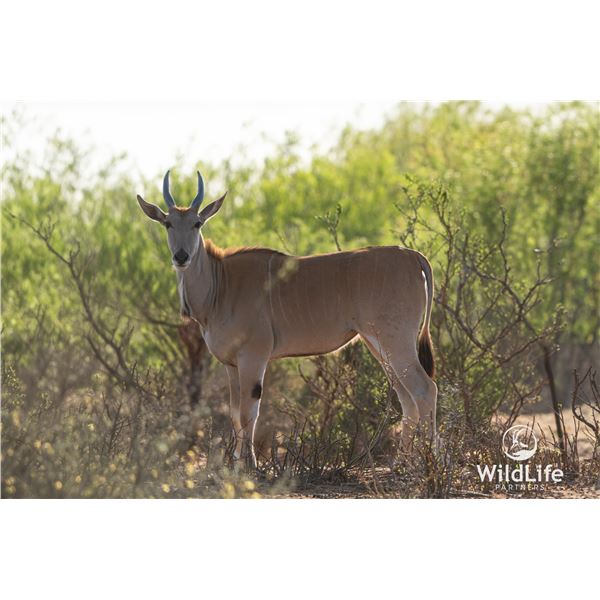 1.2 Yearling Eland