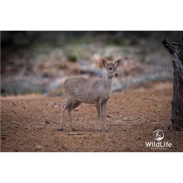 0.3 Yearling Hog Deer
