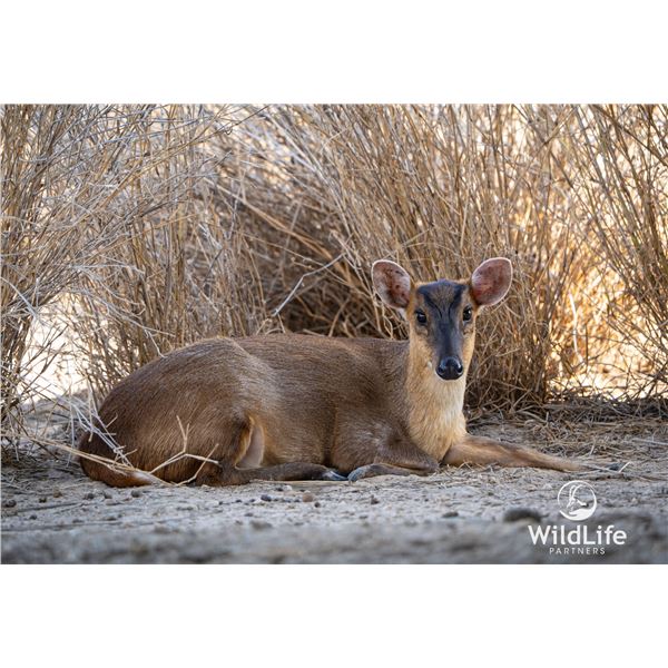1.1 Muntjac