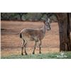 Image 1 : 2.0 Yearling Markhor