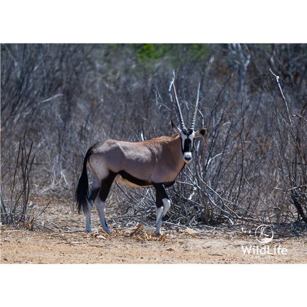 1.2 Yearling Gemsbok
