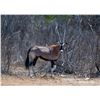 Image 1 : 1.2 Yearling Gemsbok