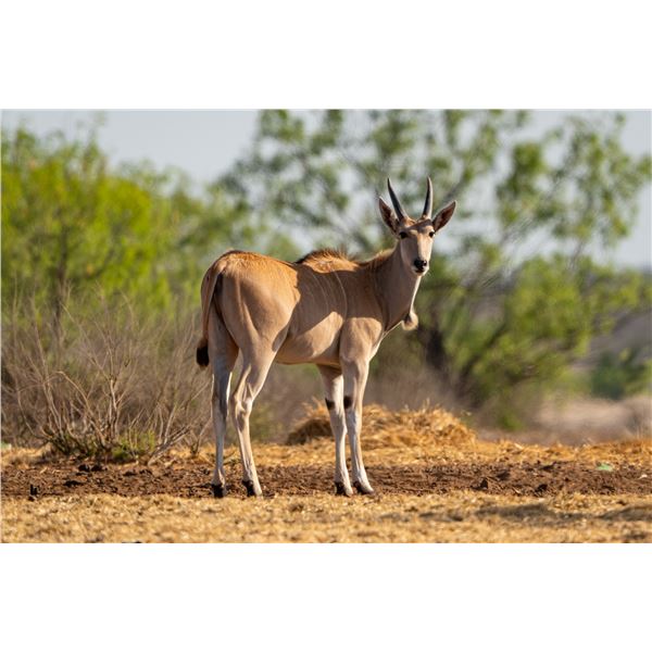 0.3 Yearling Eland