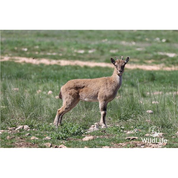 1.2 Yearling Markhor