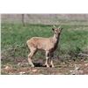 Image 2 : 1.2 Yearling Markhor