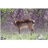 Image 1 : 0.1 Fallow Deer
