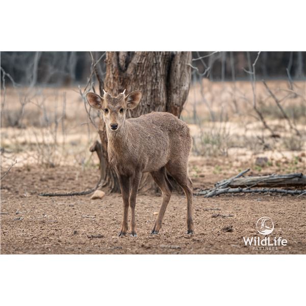 2.0 1.5 Year Old Hog Deer
