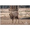 Image 1 : 2.0 1.5 Year Old Hog Deer