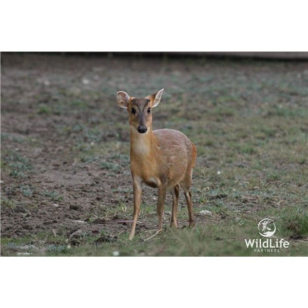 1.2 Mature Muntjac