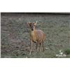 Image 1 : 1.2 Mature Muntjac