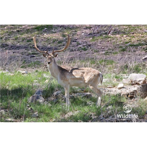 1.0 Mature Fallow Deer