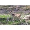 Image 1 : 1.0 Mature Fallow Deer