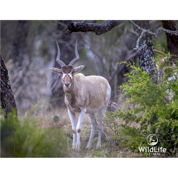 2.0 Yearling Addax
