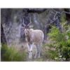 Image 1 : 2.0 Yearling Addax