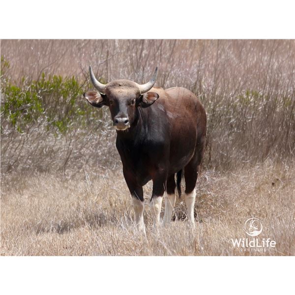 4.0 Mature Banteng/Gaur Cross Bulls