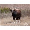 Image 1 : 4.0 Mature Banteng/Gaur Cross Bulls