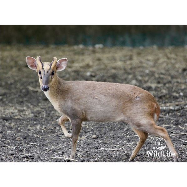 2.0 Yearling Muntjac