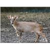 Image 1 : 2.0 Yearling Muntjac