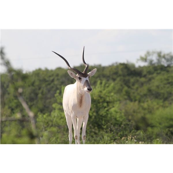 1.2 Addax