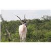 Image 1 : 1.2 Addax