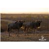 Image 1 : 1.1 Yearling White-Bearded Wildebeest
