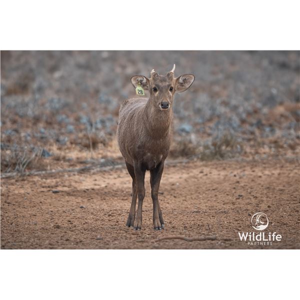 1.1 Mature Hog Deer