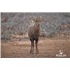 Image 1 : 1.1 Mature Hog Deer