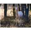 Image 1 : 1.2 Fallow Deer