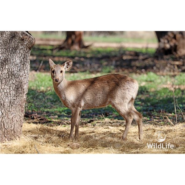 1.2 Yearling Hog Deer