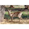 Image 1 : 1.2 Yearling Hog Deer