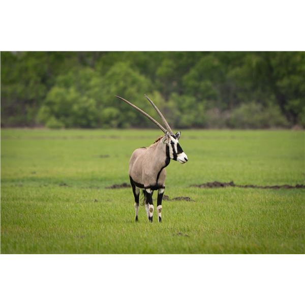 0.3 Two Year Old Gemsbok