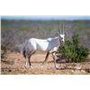 Image 1 : 0.3 Yearling Arabian Oryx - West Texas Genetics