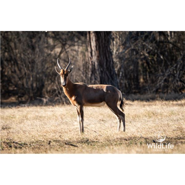 1.2 Yearling Blesbok