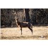 Image 1 : 1.2 Yearling Blesbok