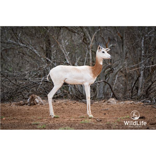 0.2 Yearling Dama Gazelle