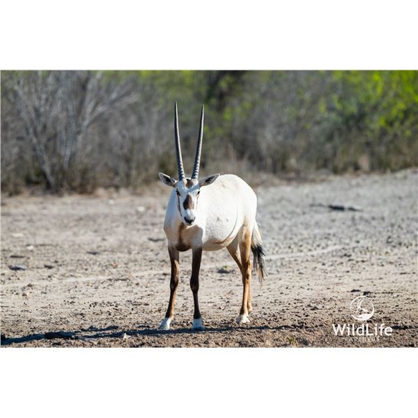 2.0 Yearling Arabian Oryx - West Texas Genetics