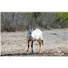 Image 1 : 2.0 Yearling Arabian Oryx - West Texas Genetics