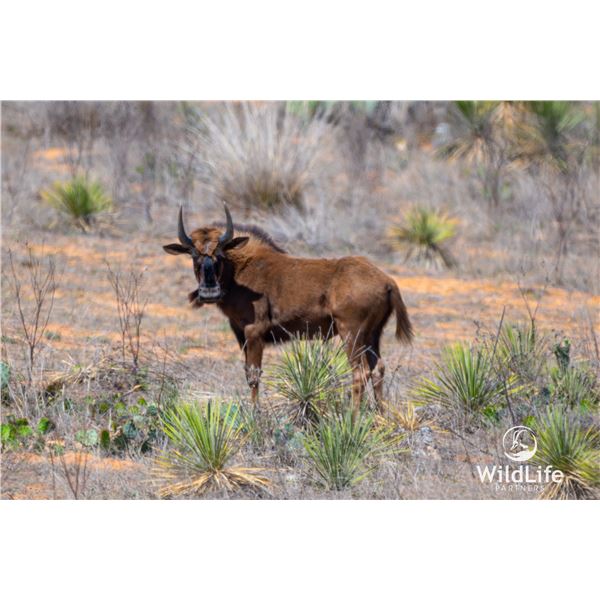 1.2 Yearling Black Wildebeest